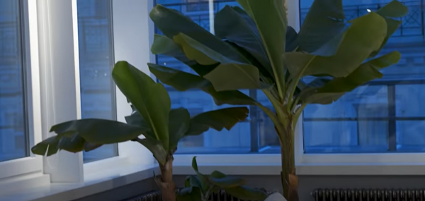 Дом Сергея Жукова &mdash; среда обитания лидера &laquo;Руки вверх&raquo;