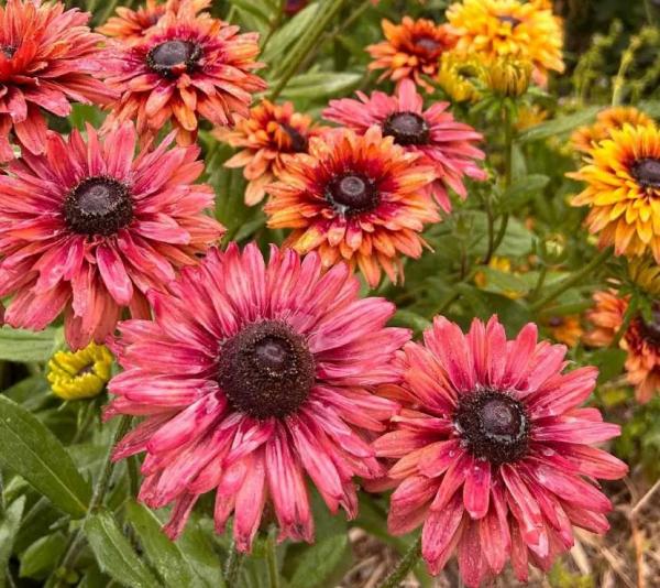 Как называются цветы, похожие на ромашки: обзор популярных видов для сада Как называются цветы, похожие на ромашки: обзор популярных видов для сада